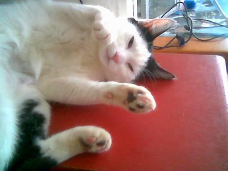 Blanding af racer Piéc - Hvis ikke du går nu kommer jeg efter dig billede 18