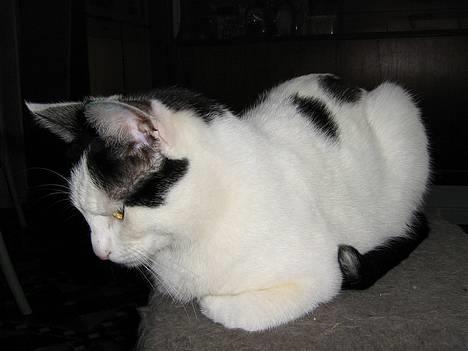 Blanding af racer Piéc - NU må du da snart være færdig? billede 19