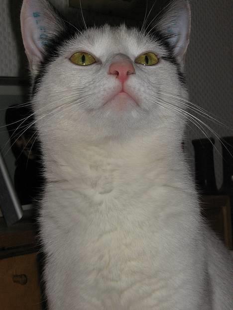 Blanding af racer Piéc - Piéc 11 April 2006  billede 20