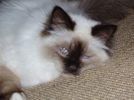 Hellig Birma Andy billede 2