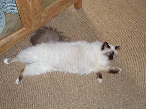 Hellig Birma Andy billede 3