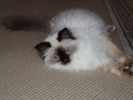 Hellig Birma Andy billede 4