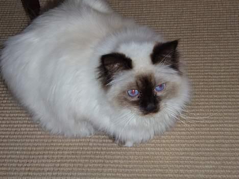 Hellig Birma Andy billede 5