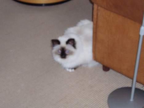 Hellig Birma Andy billede 6