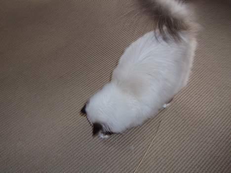 Hellig Birma Andy billede 7