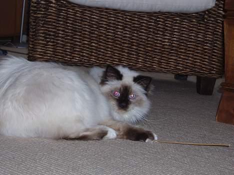 Hellig Birma Andy billede 8