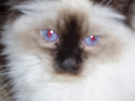 Hellig Birma Andy billede 9