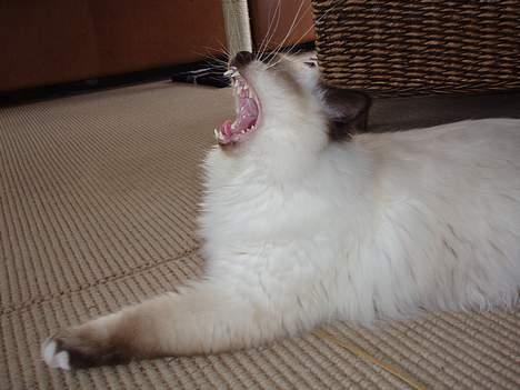 Hellig Birma Andy billede 10