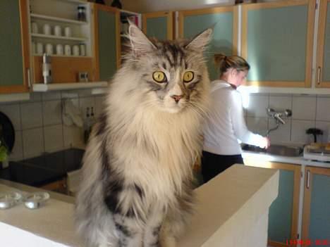 Maine Coon William billede 14