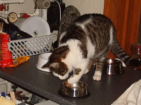 Blanding af racer Minnie - hmm.. her spiser vi altså pænt..=) billede 11