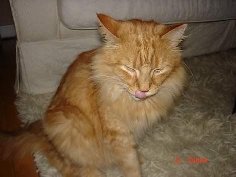 Maine Coon alfred billede 2