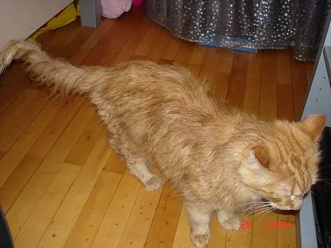 Maine Coon alfred billede 3