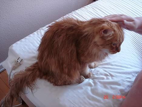 Maine Coon alfred billede 4