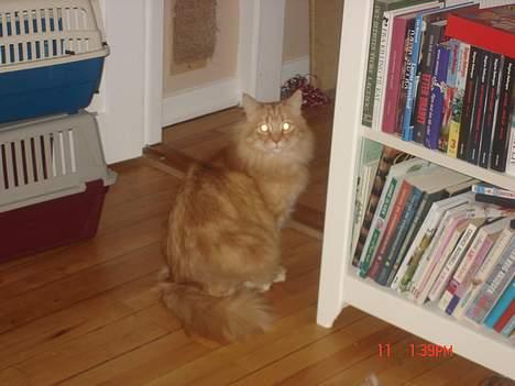 Maine Coon alfred billede 5