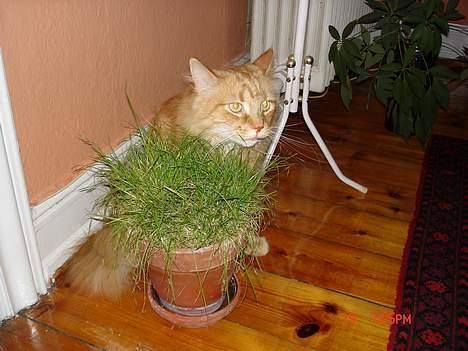 Maine Coon alfred billede 6