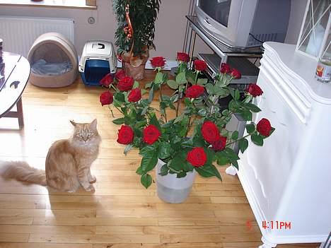 Maine Coon alfred billede 7