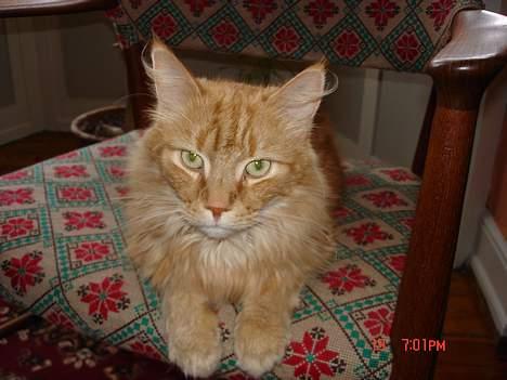 Maine Coon alfred billede 8