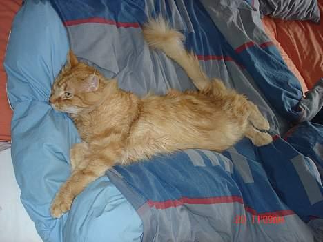Maine Coon alfred billede 9