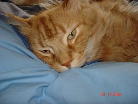 Maine Coon alfred billede 10