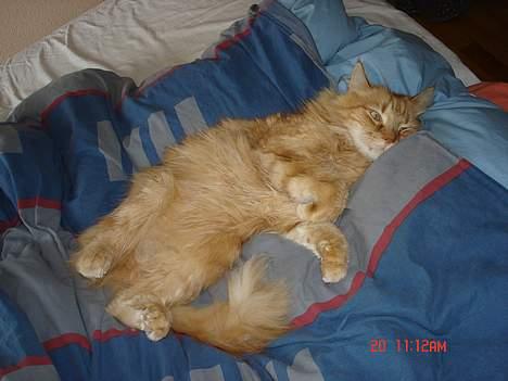 Maine Coon alfred billede 11