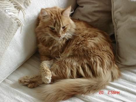 Maine Coon alfred billede 12