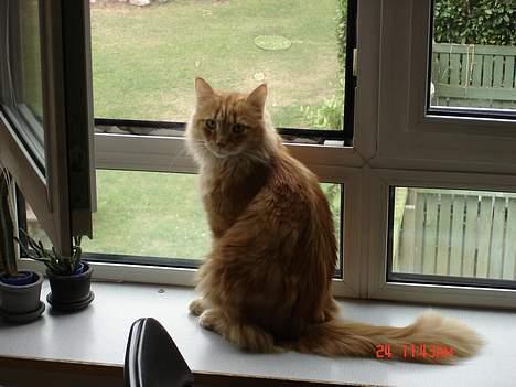 Maine Coon alfred billede 13