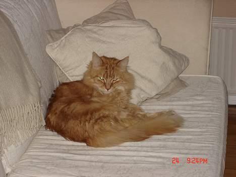 Maine Coon alfred billede 14