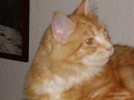 Maine Coon Tamora Pierce billede 18