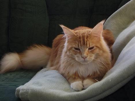 Maine Coon Tamora Pierce billede 19