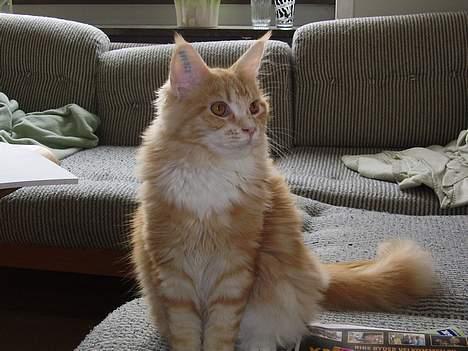 Maine Coon Tamora Pierce billede 20