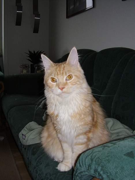 Maine Coon Shelly Long billede 18