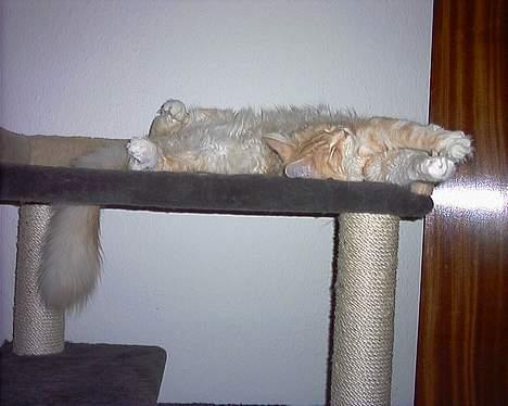 Maine Coon Shelly Long billede 19