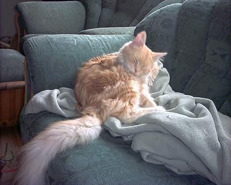 Maine Coon Shelly Long billede 20