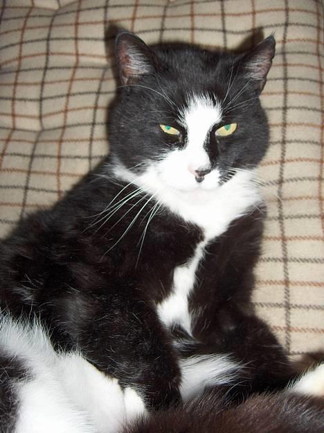 Blanding af racer Pjuske - jeg har et frækt blik i øjet billede 1