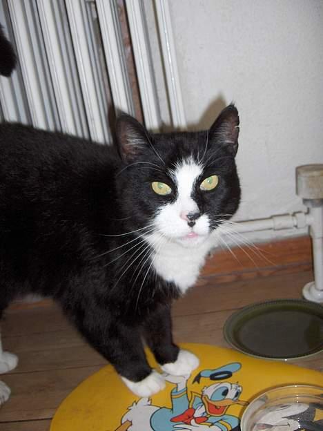 Blanding af racer Pjuske - jeg er sulten. giv mig føde! billede 2