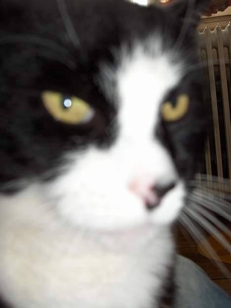 Blanding af racer Pjuske - hej. kan du li´ mig? billede 3