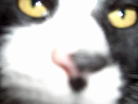 Blanding af racer Pjuske - er det mad??? er der mad inde i den??? billede 4