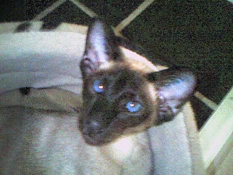 Siameser Molly billede 12