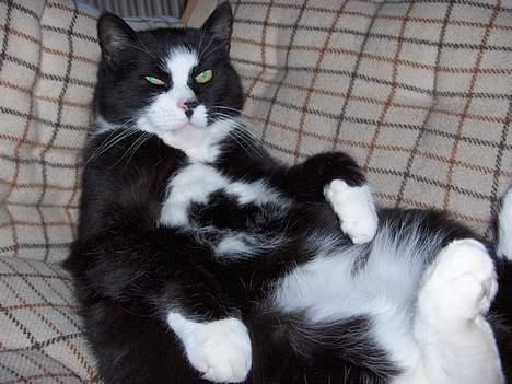 Blanding af racer Pjuske - nu mangler jeg bare fjernbetjeningen og en øl på mavsen billede 5