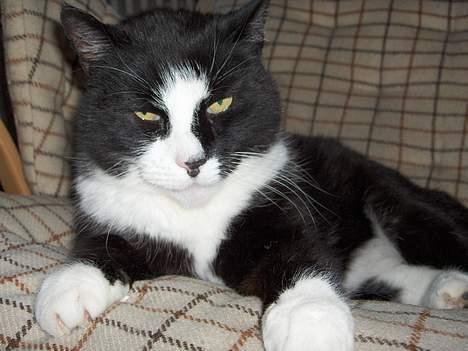 Blanding af racer Pjuske - prrrr er jeg ikke sød? =^___^= billede 6