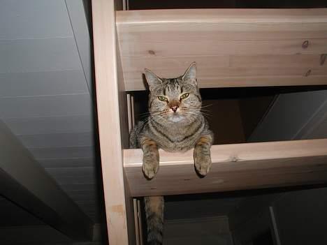 Blanding af racer Trille  - Hendes eget lille trappetrin billede 6