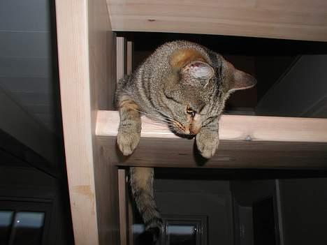 Blanding af racer Trille  - "Der er vidst noget der nede?" billede 7