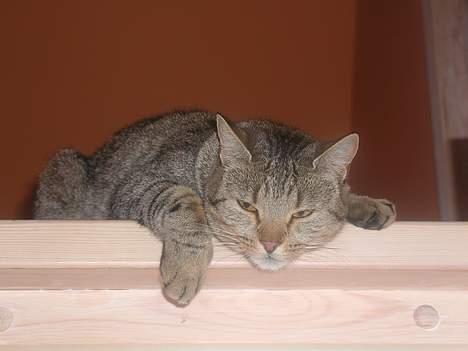 Blanding af racer Trille  - Trille slapper af billede 8