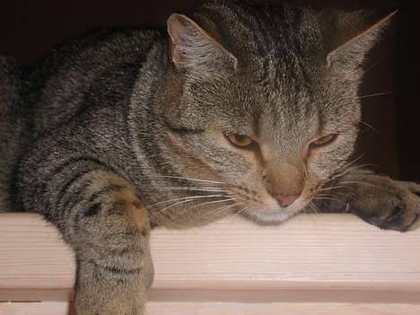 Blanding af racer Trille  - Ligge blevet vækket.... billede 9