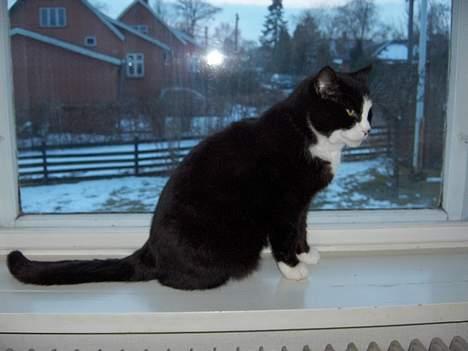 Blanding af racer Pjuske - jeg kan godt lide at sidde her om aftenen billede 7