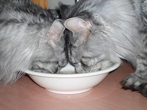 Maine Coon Zille - "Er vi ikke bare frække?? Det er mig til venstre.. " billede 13