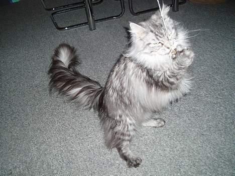 Maine Coon Zille - "Leger med fiskestangen sammen med far, godt Omally ikke er med han er så vild" billede 14