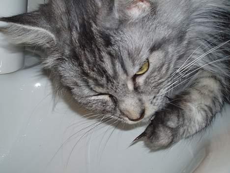 Maine Coon Zille - "hmm frisk vand fra håndvasken.." billede 15