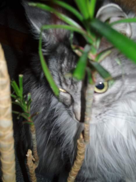 Maine Coon Zille - "Halløjsa.. sidder bare her bag planten og gemmer mig thi hi.." billede 16