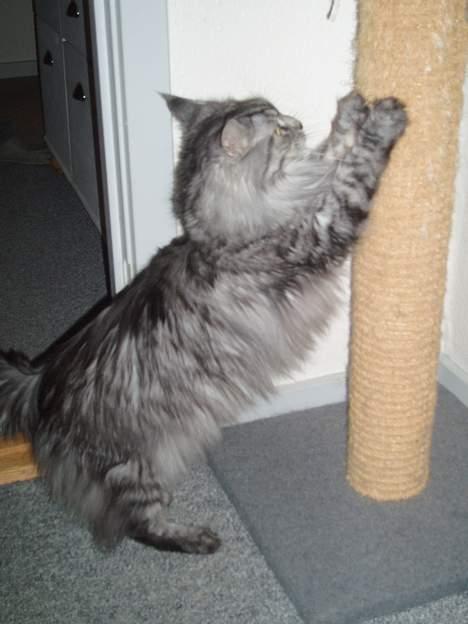 Maine Coon Zille - "Jeg elsker at hvæsse klør og de er så skarpe at jeg tit hænger i og så er mor eller far nød til at hjælpe mig fri..."  billede 17